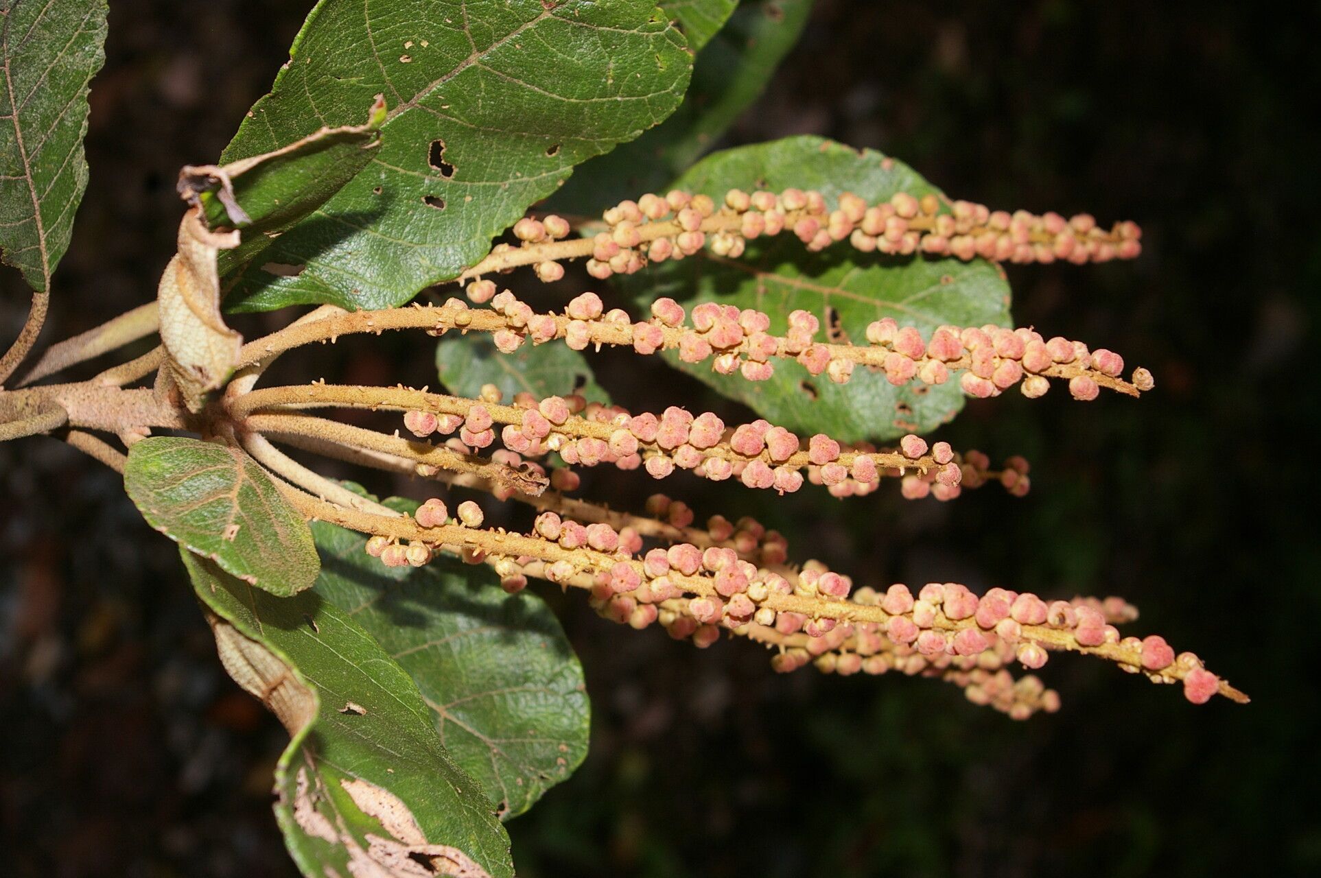 Clethra consimilis habit