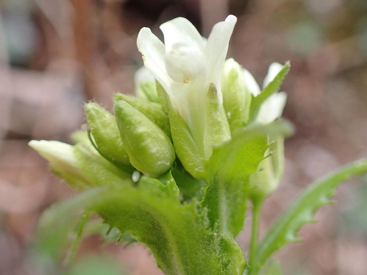 Arabis turrita flower