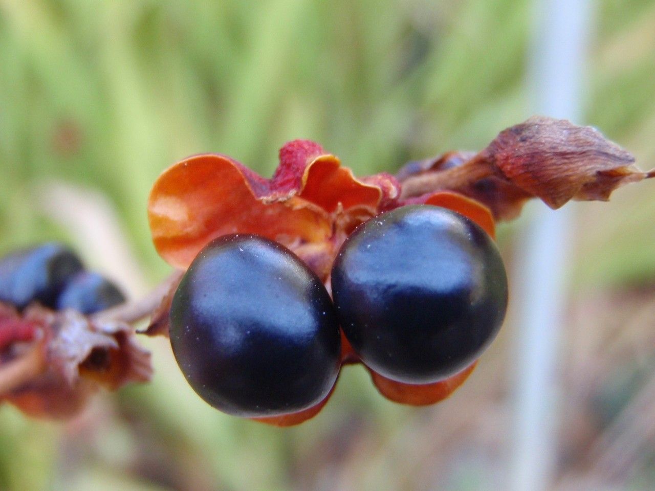 Crocosmia masoniorum fruit