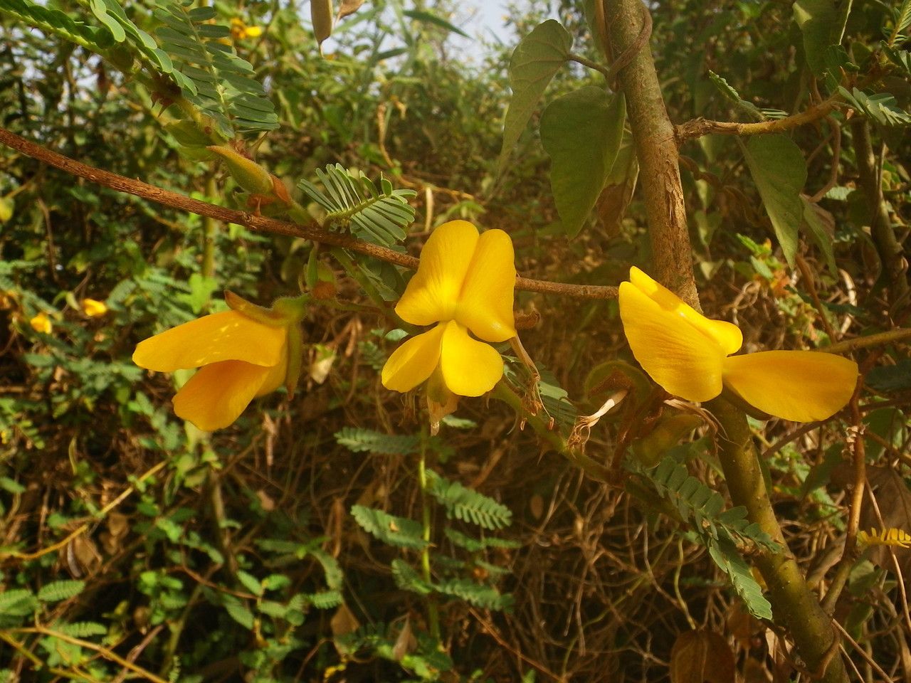 Aeschynomene elaphroxylon habit