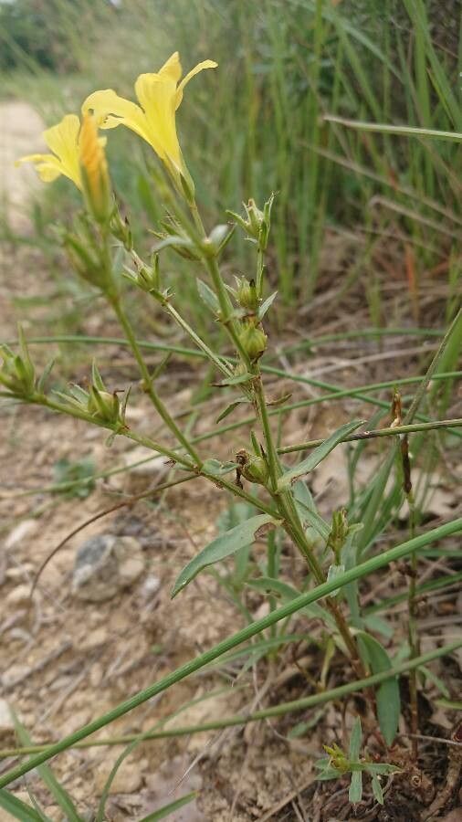 Linum campanulatum fruit