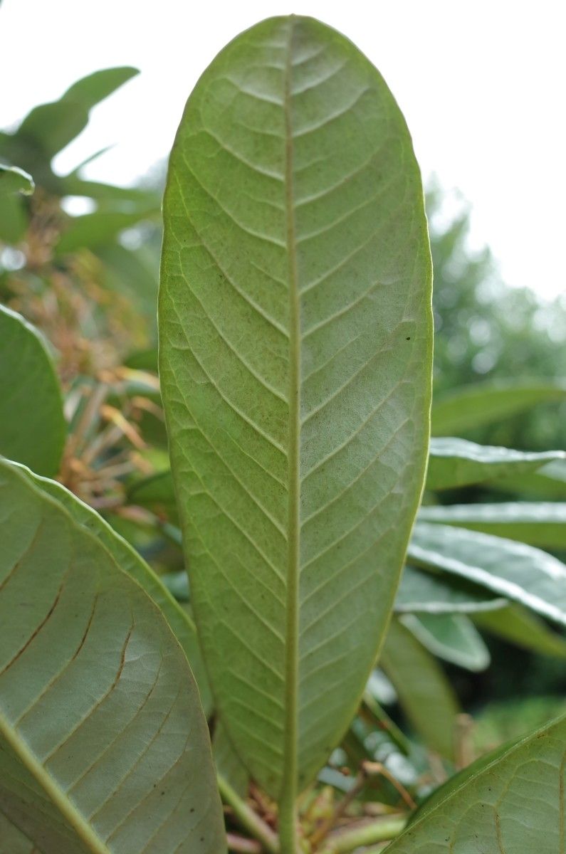 Rhododendron montroseanum leaf