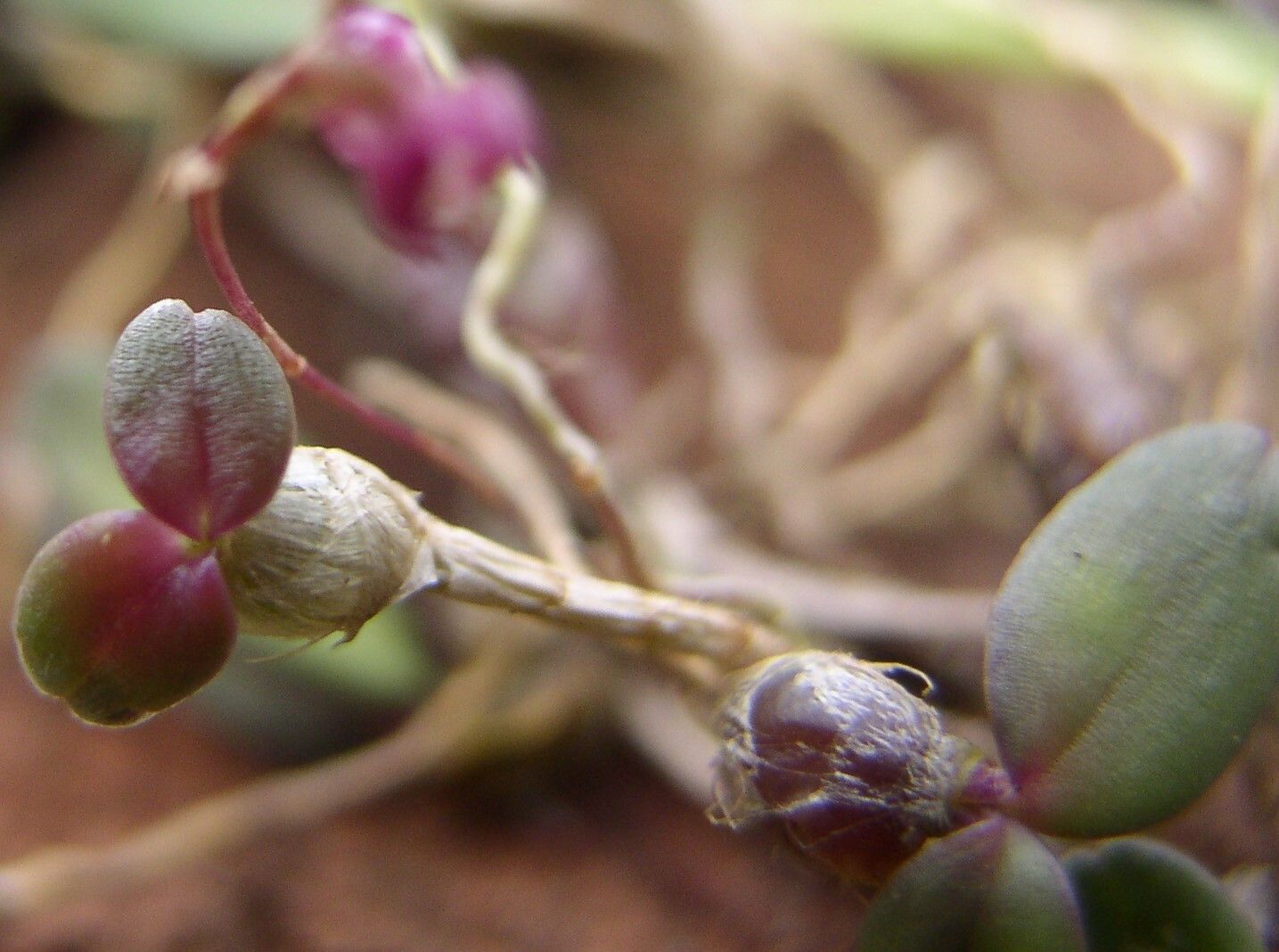 Bulbophyllum sanfordii — houseplant care guide