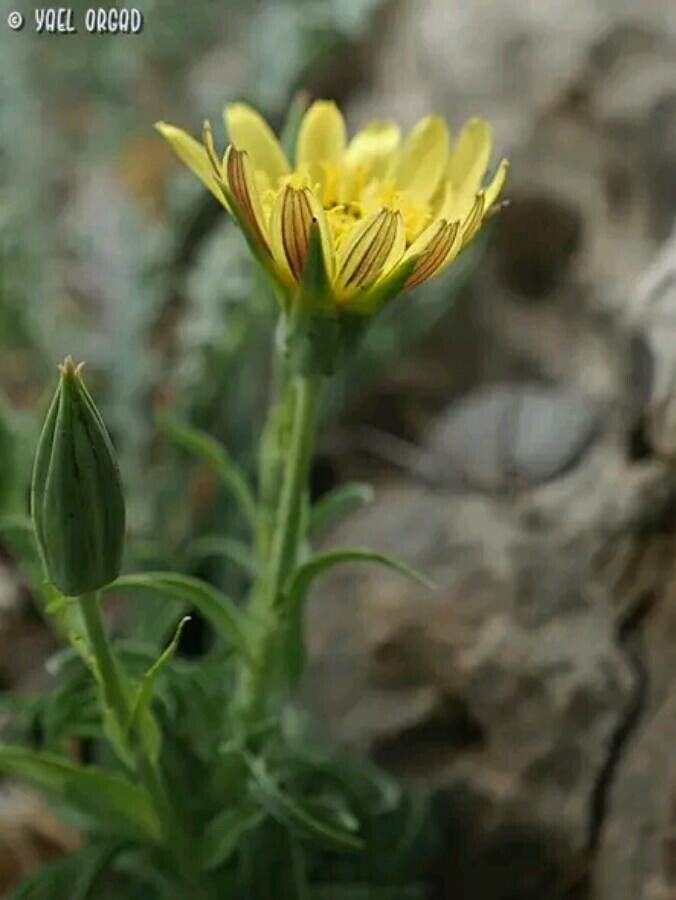 Tragopogon buphthalmoides flower