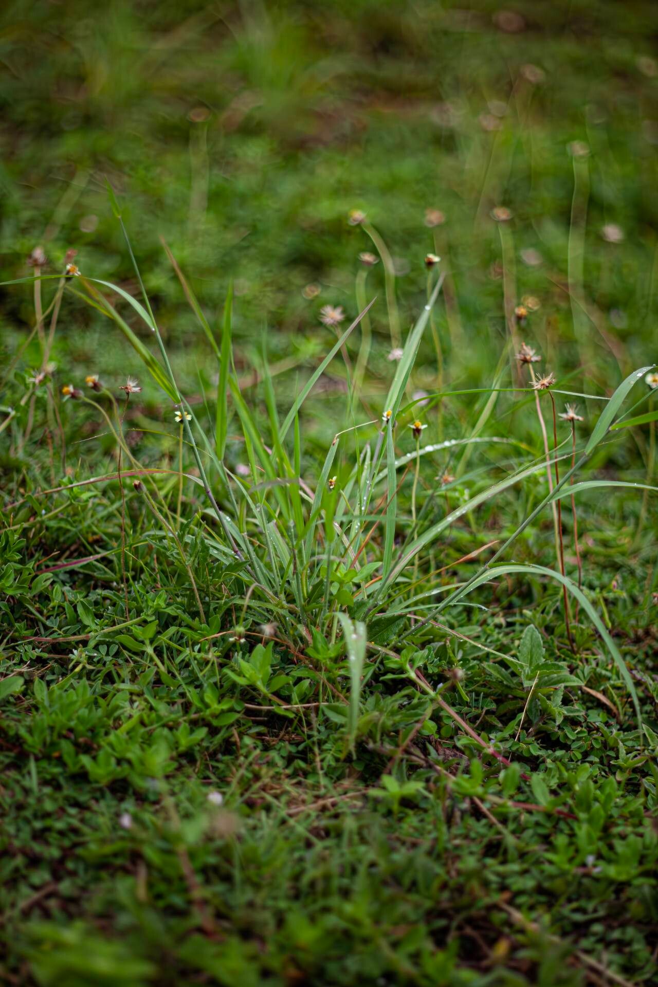 Capillipedium parviflorum — related species from the same genus