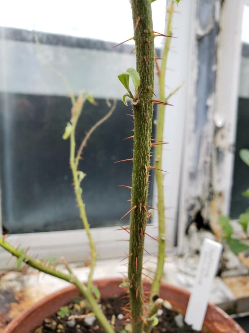 Solanum ensifolium bark