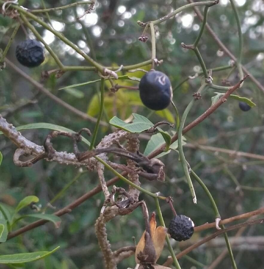 Smilax campestris fruit