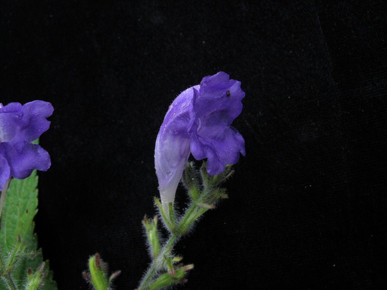 Strobilanthes lachenensis flower