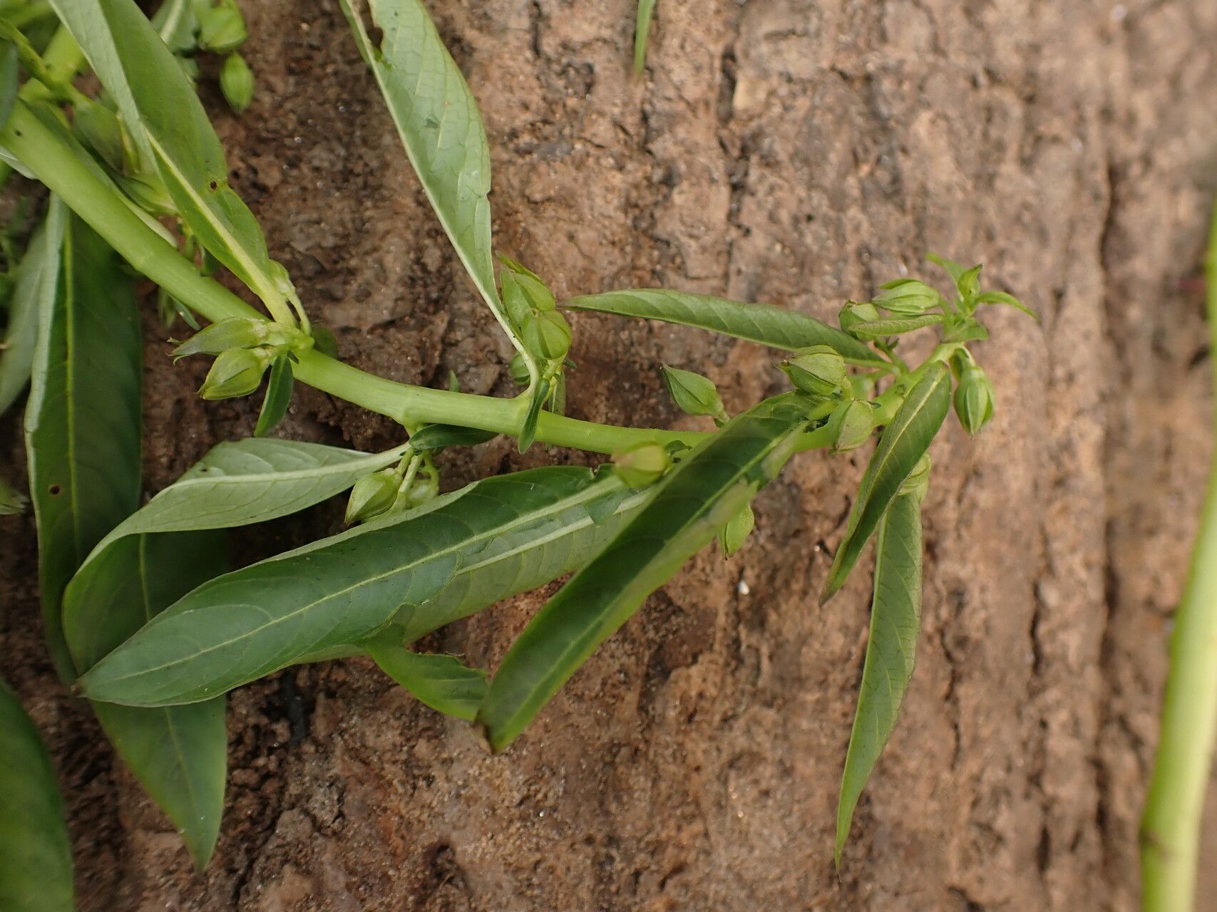 Hydrolea palustris — related species from the same genus