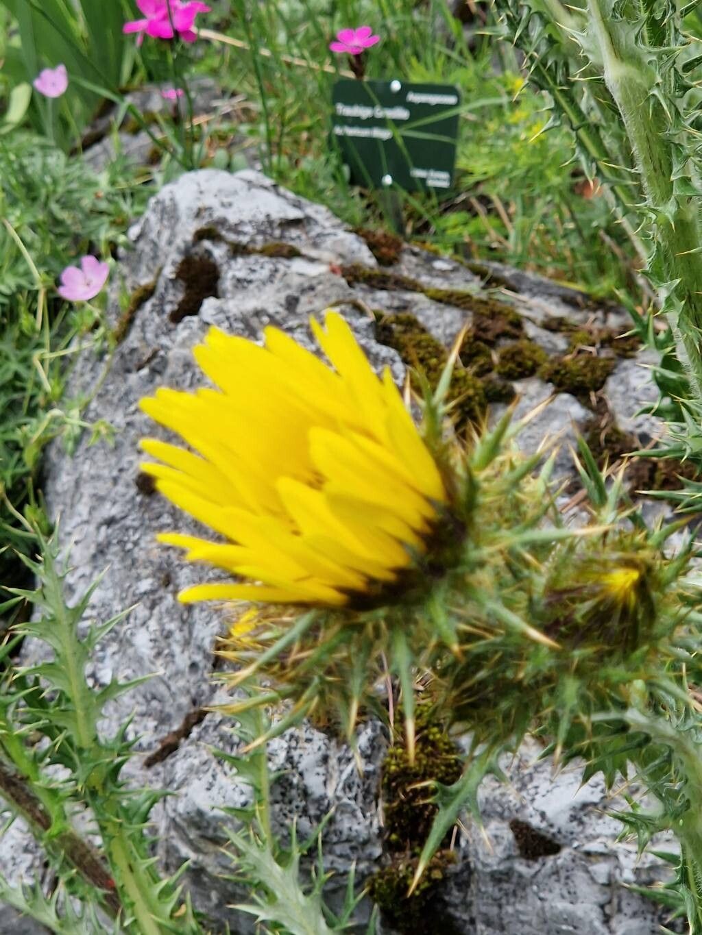 Berkheya multijuga — related species from the same genus