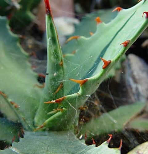 Agave shrevei — houseplant care guide