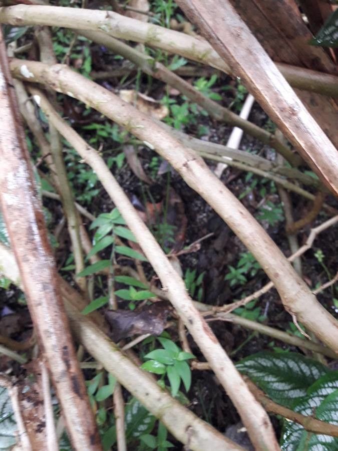 Strobilanthes auriculatus bark