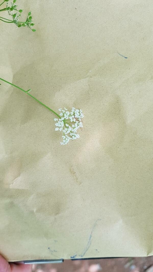 Conopodium pyrenaeum flower