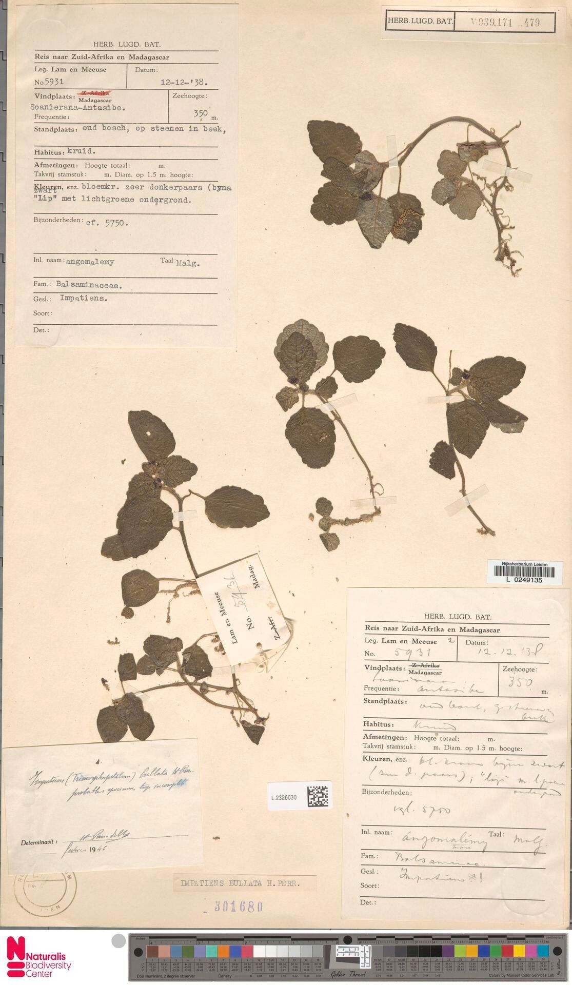 Impatiens bullata — houseplant care guide