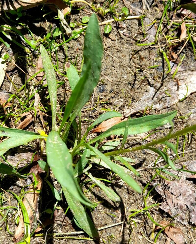 Symphyotrichum glabrifolium — search result for 'Symphyotrichum'