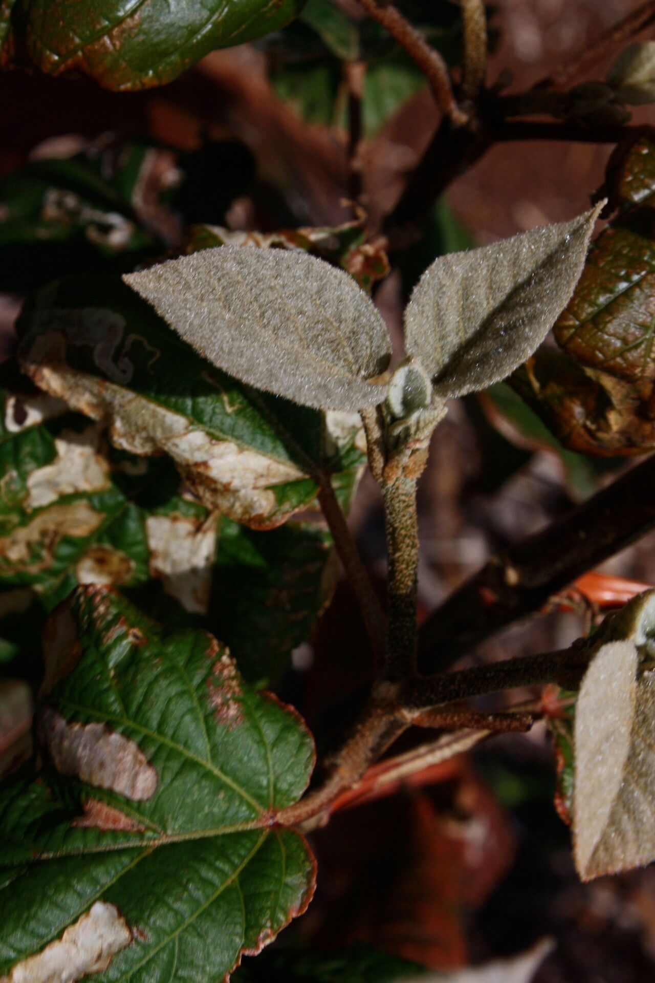 Croton scoriarum — houseplant care guide