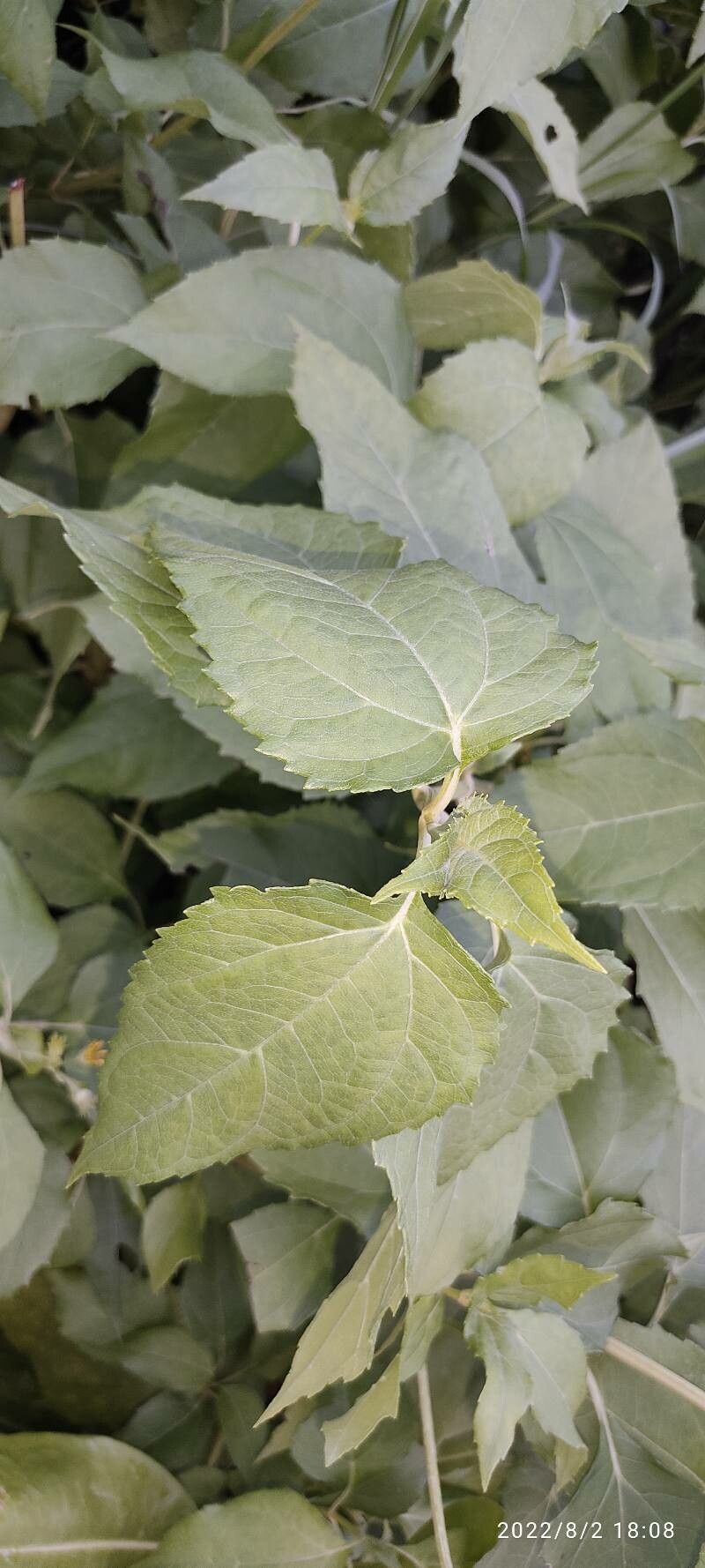 Melanthera biflora — related species from the same genus