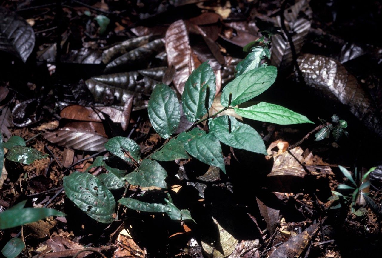 Piper paramaribense — houseplant care guide