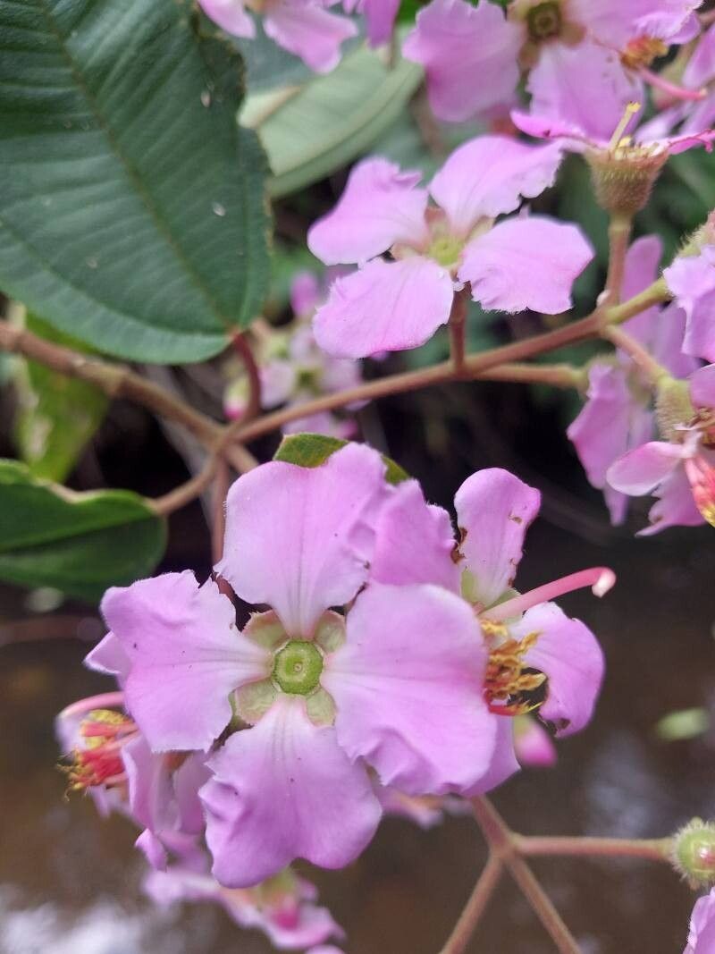 Dichaetanthera altissima flower