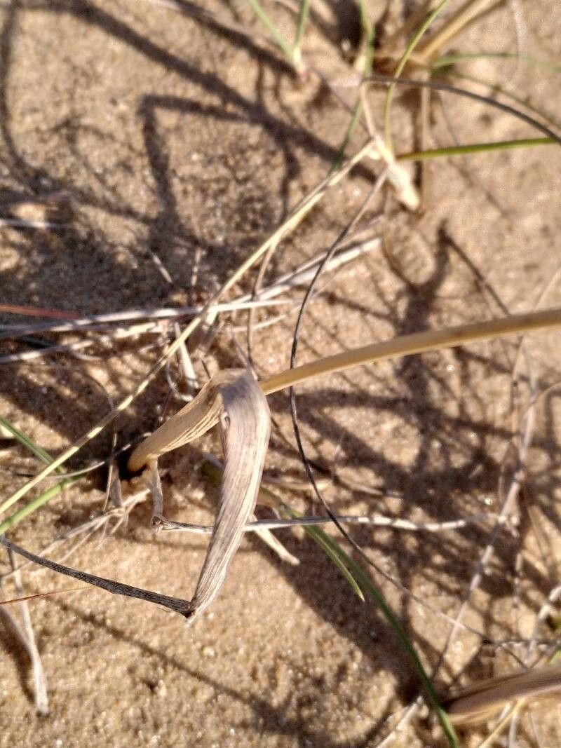 Calamagrostis alba — related species from the same genus