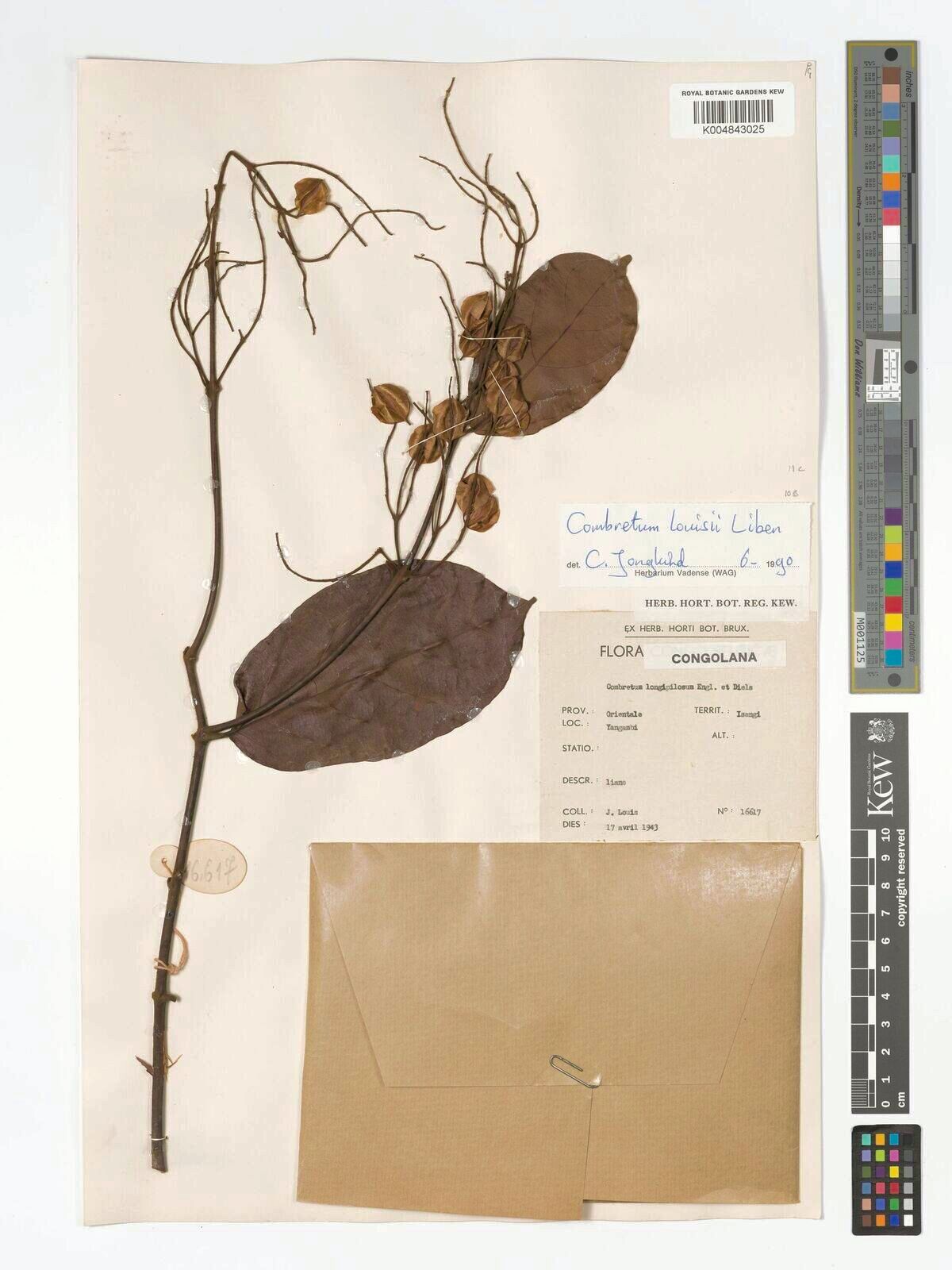 Combretum louisii — houseplant care guide