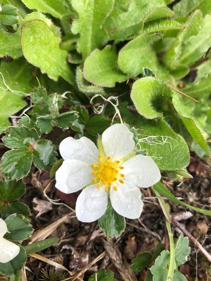 Fragaria chiloensis flower