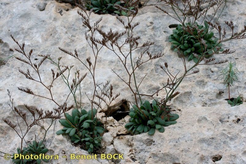 Limonium camposanum habit