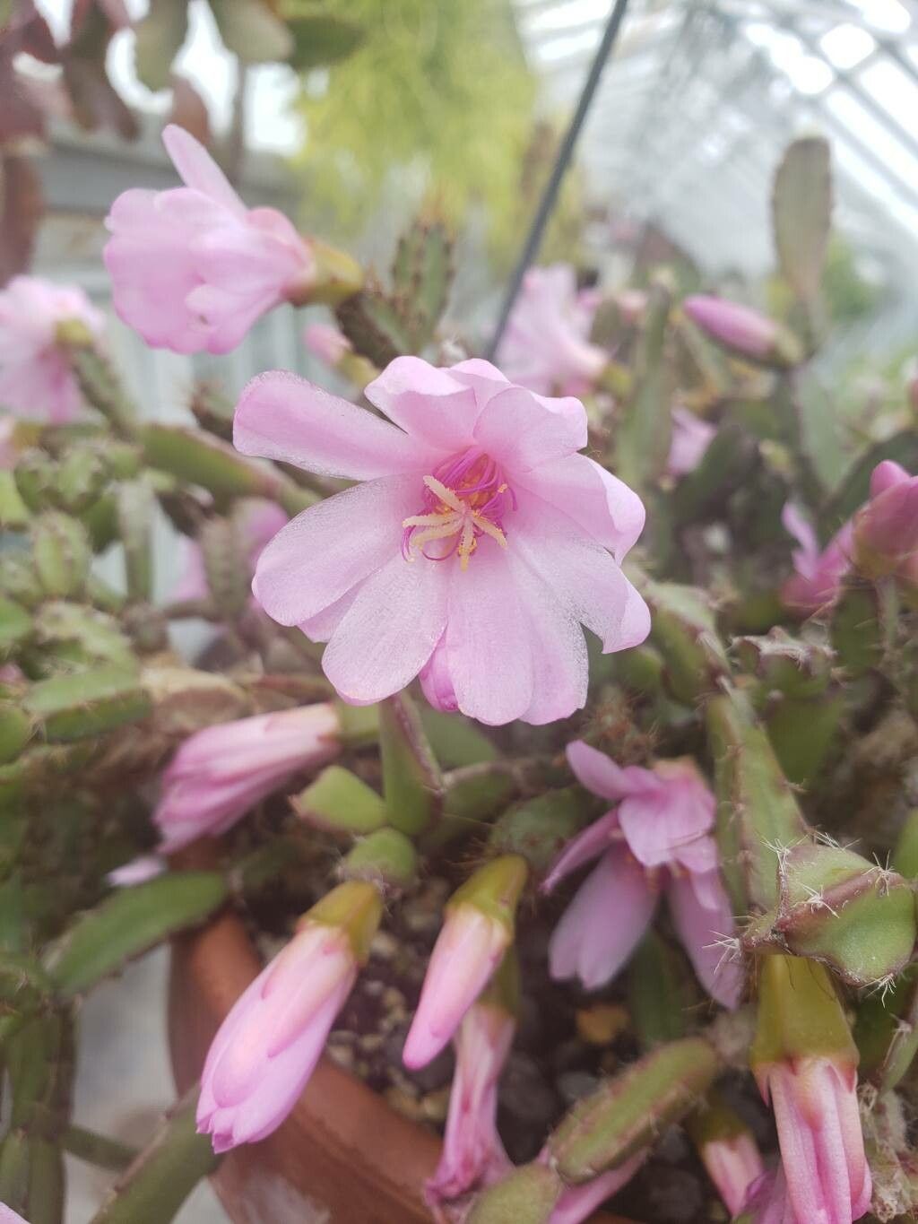 Rhipsalidopsis rosea flower