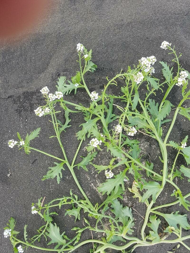 Cakile arctica — related species from the same genus