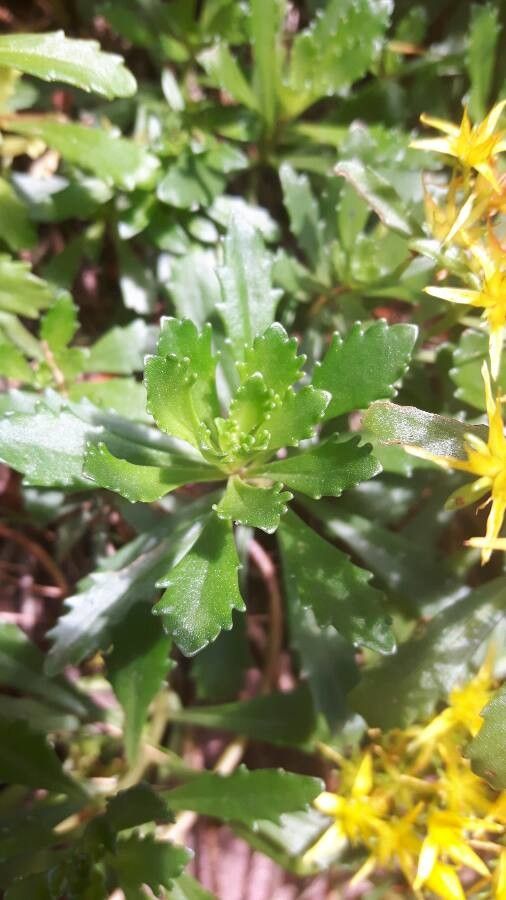 Sedum aizoon — houseplant care guide