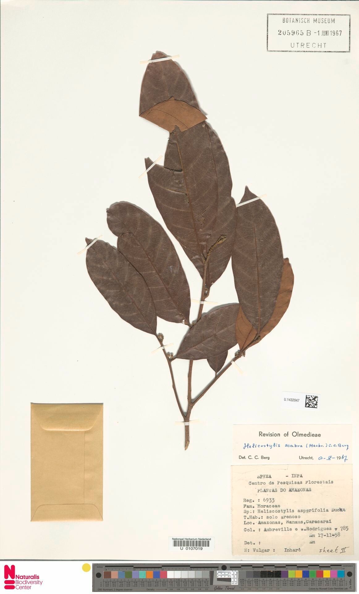 Helicostylis scabra leaf