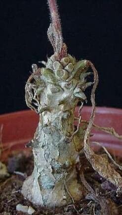 Tylecodon ellaphieae bark