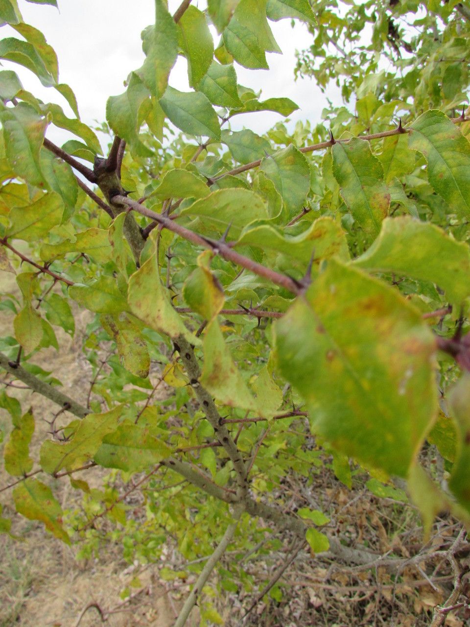 Zanthoxylum clava-herculis fruit