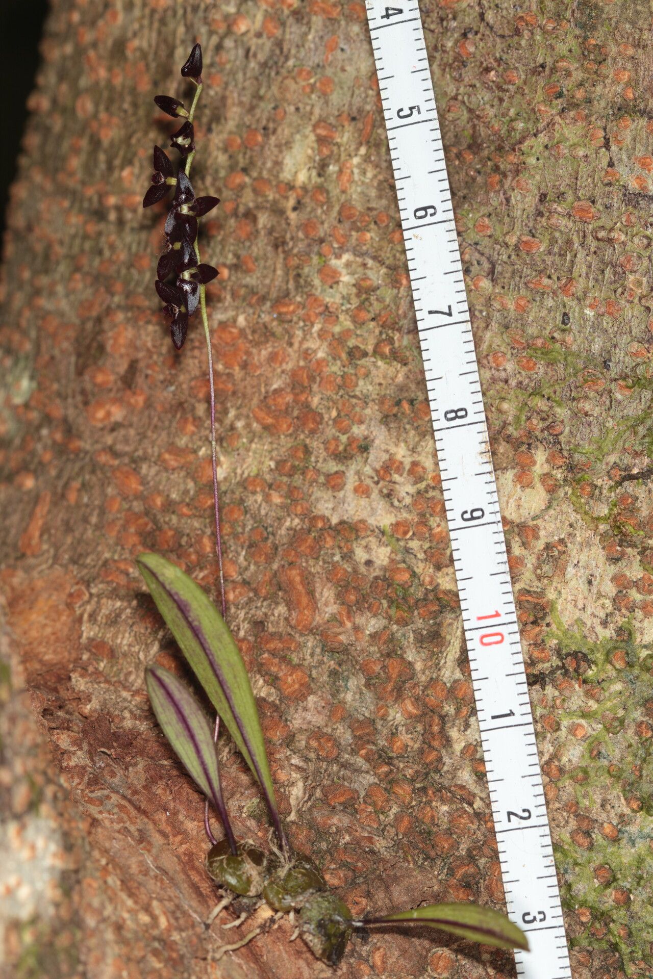Bulbophyllum boiteaui habit