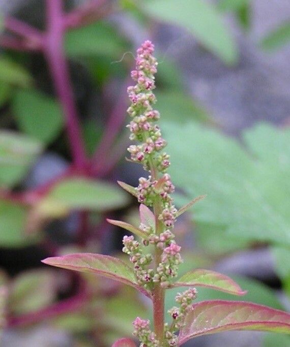 Chenopodium polyspermum fruit