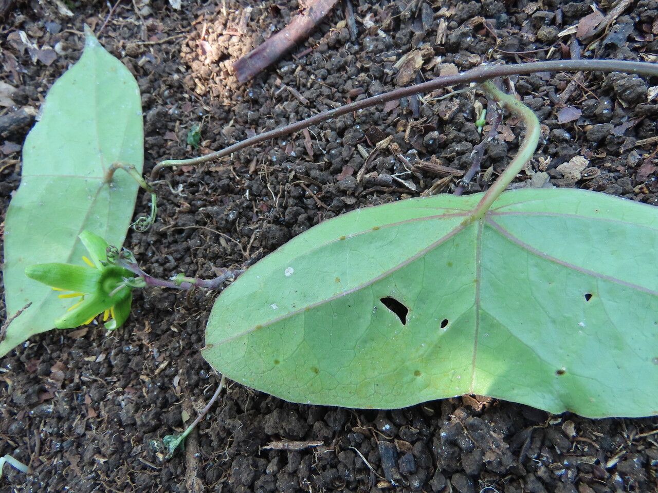 Passiflora megacoriacea leaf