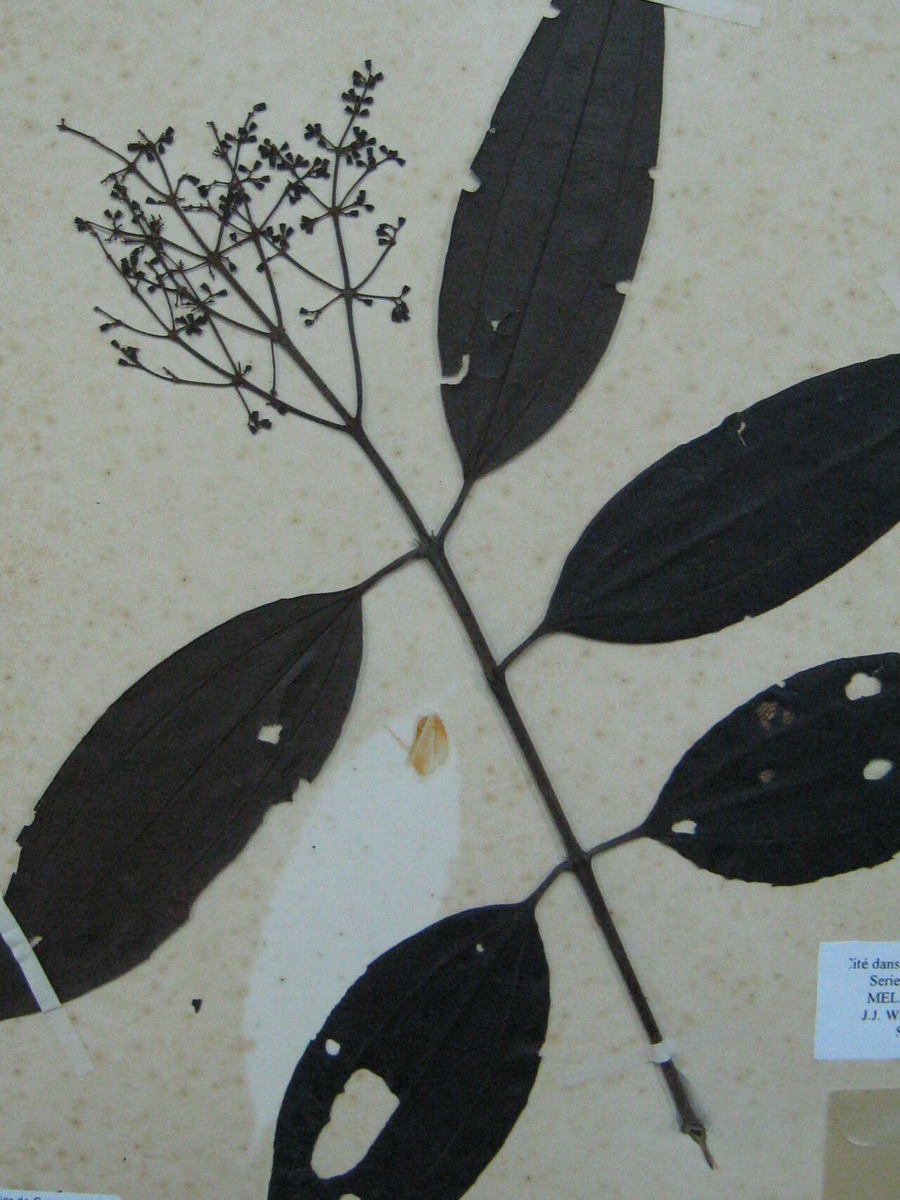 Miconia phaeophylla — houseplant care guide