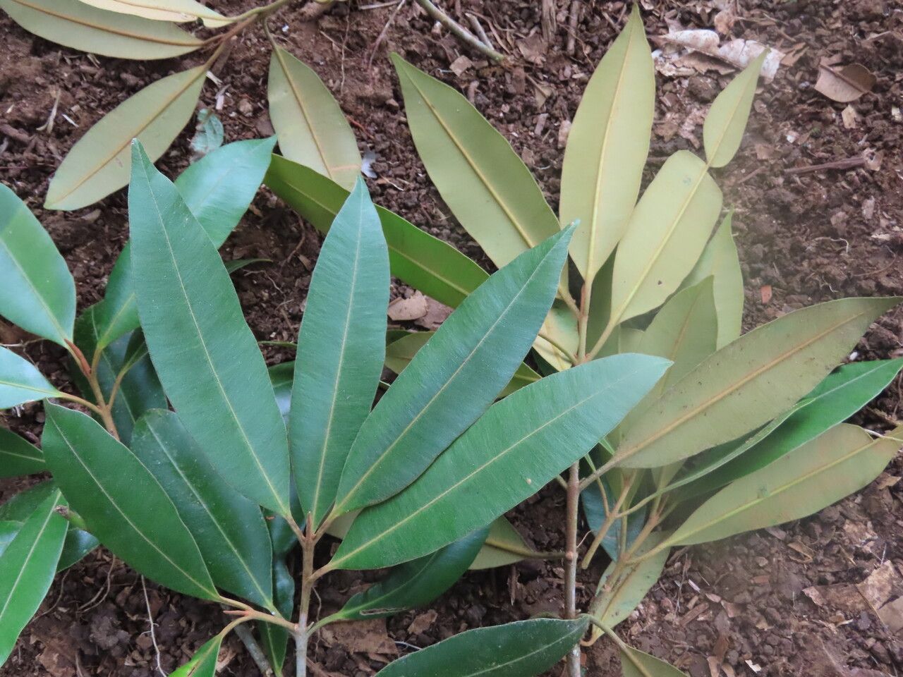 Calophyllum brasiliense leaf