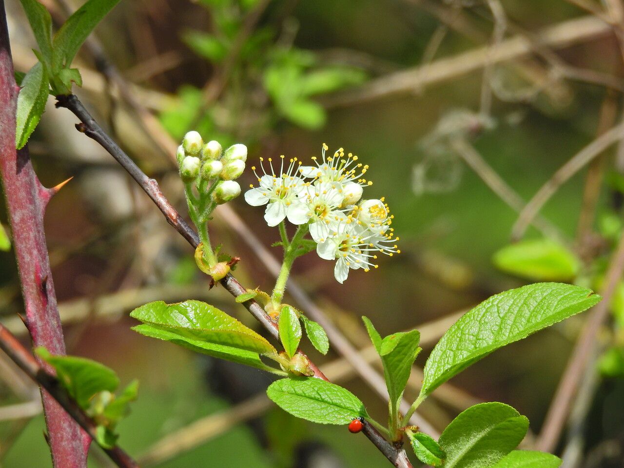 Prunus rivularis flower