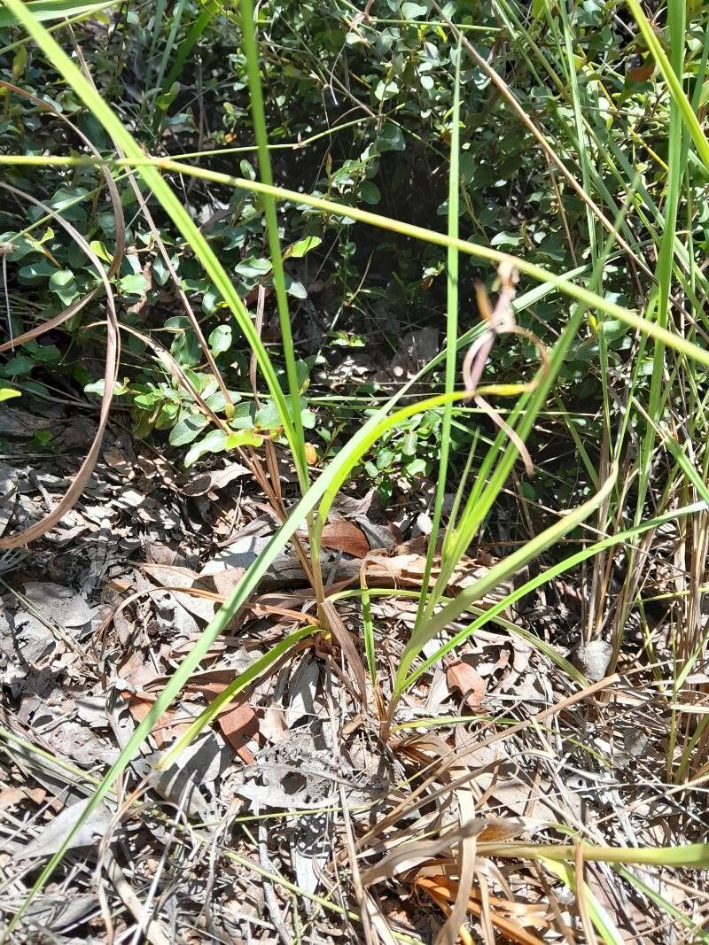 Cyperus impubes — houseplant care guide