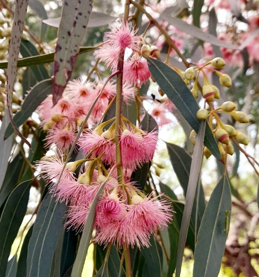 Eucalyptus sideroxylon flower
