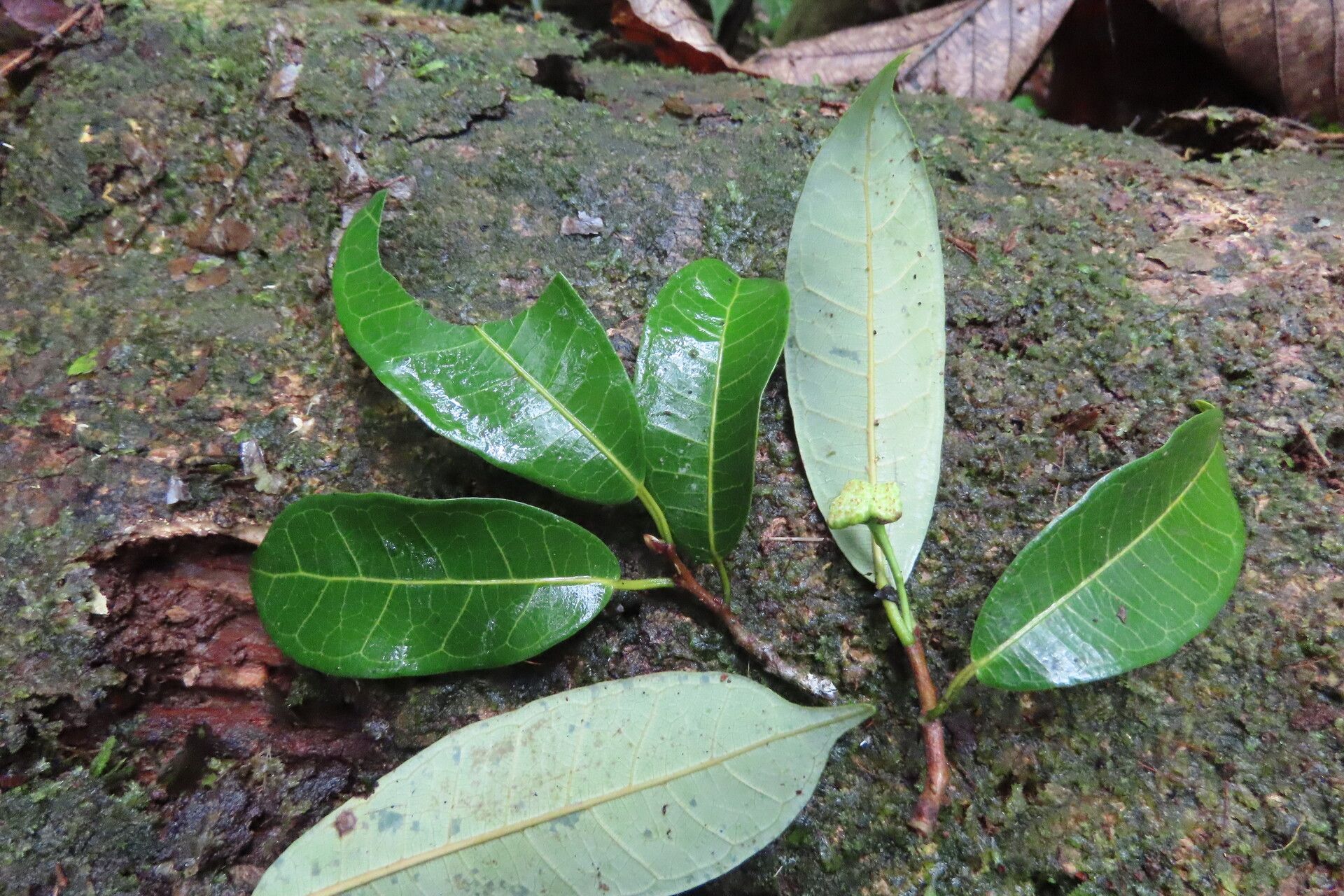 Brosimum guianense leaf