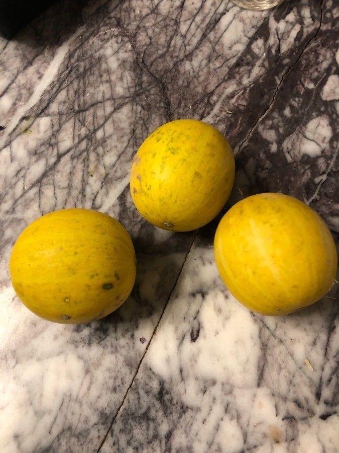 Cucurbita foetidissima fruit