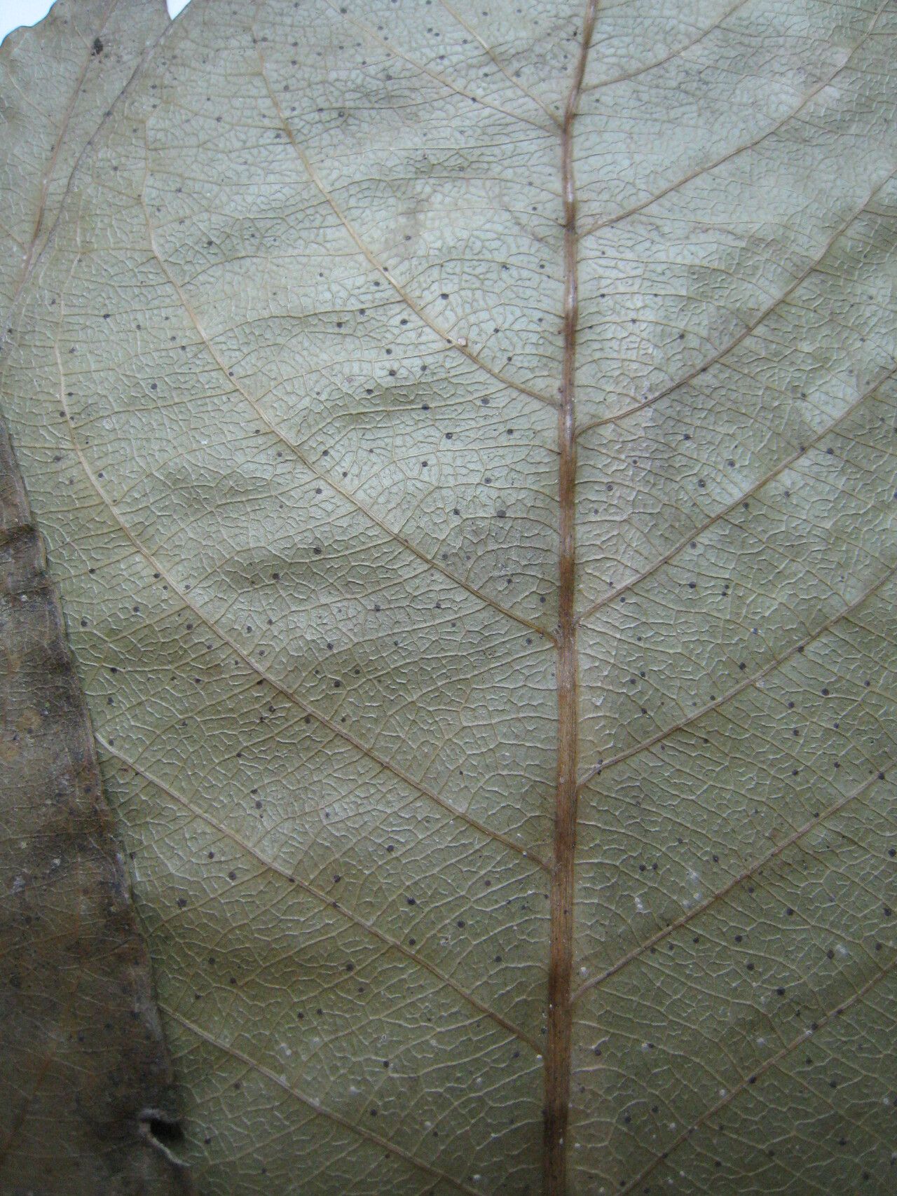 Chrysophyllum lucentifolium — houseplant care guide