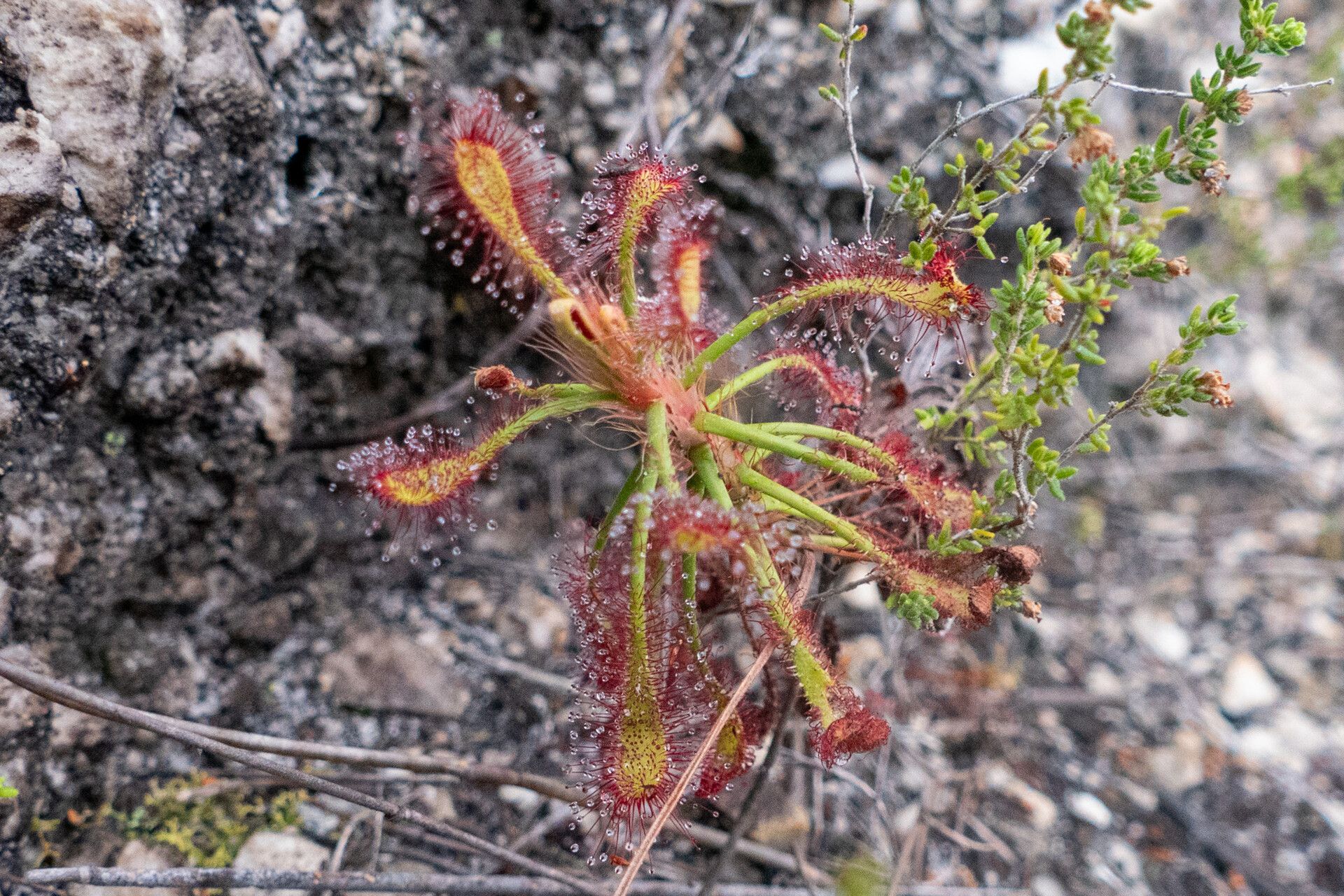 Drosera glabripes — search result for 'Drosera'