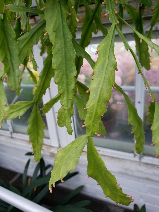 Rhipsalis oblonga — search result for 'Rhipsalis'