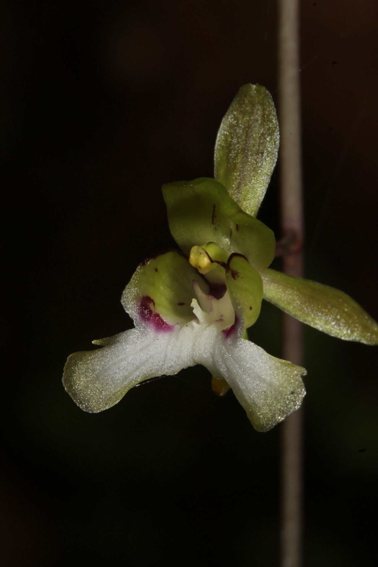 Eulophia sclerophylla flower