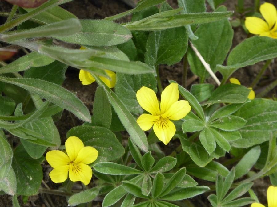Viola nuttallii flower