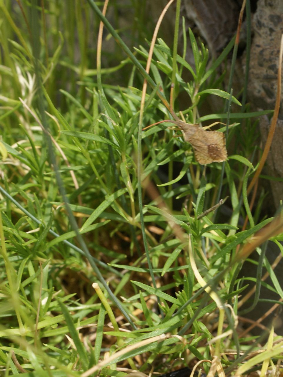 Minuartia villarii leaf