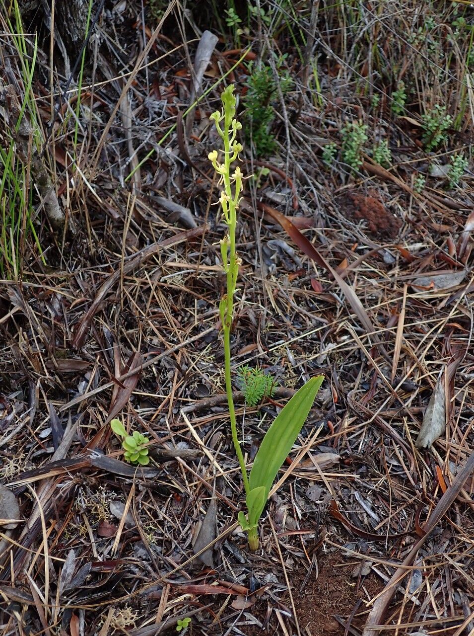 Liparis disepala habit